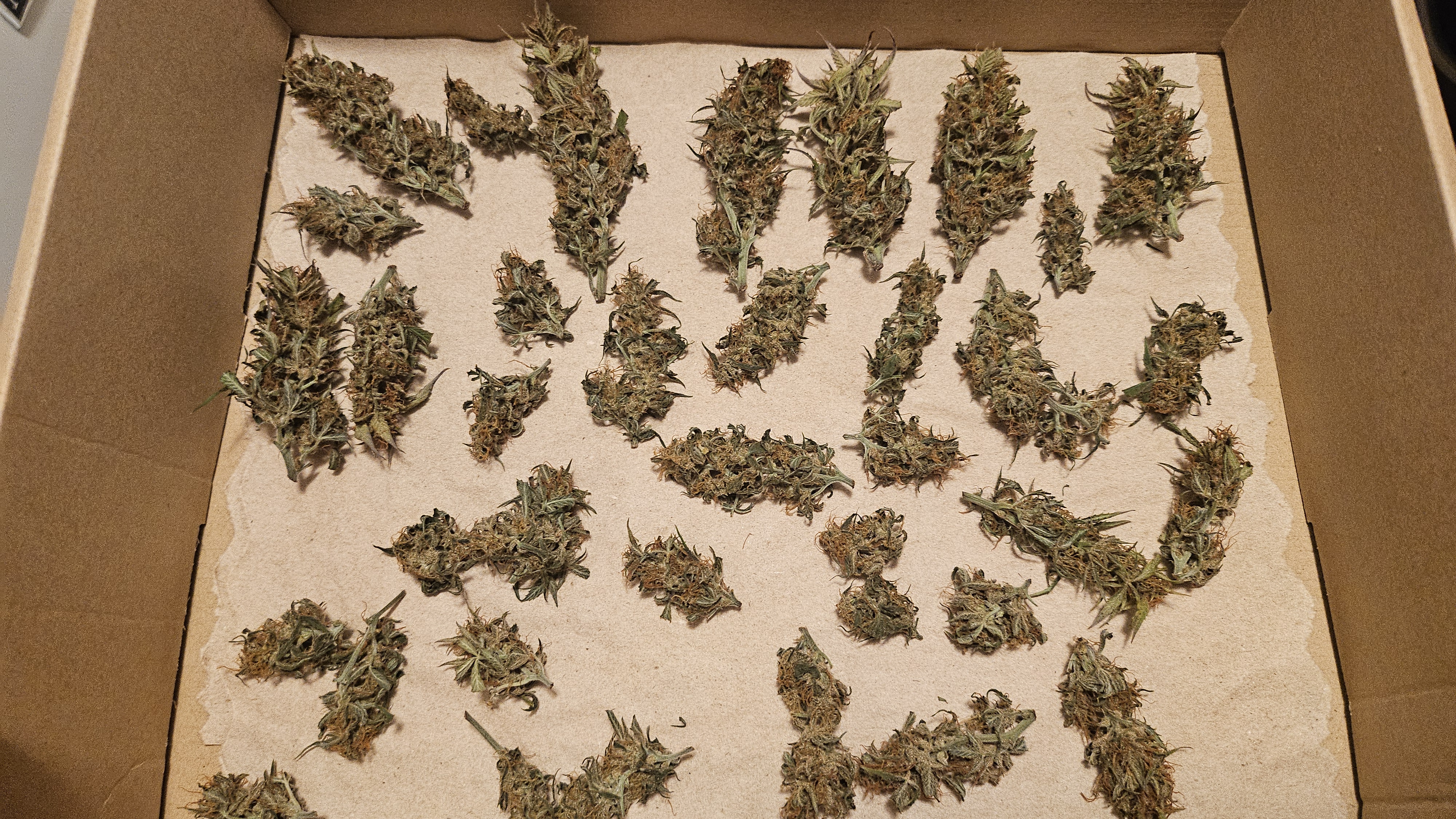 Trinitas Viridis — harvest, day 83