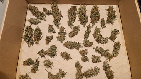Trinitas Viridis — harvest, day 83