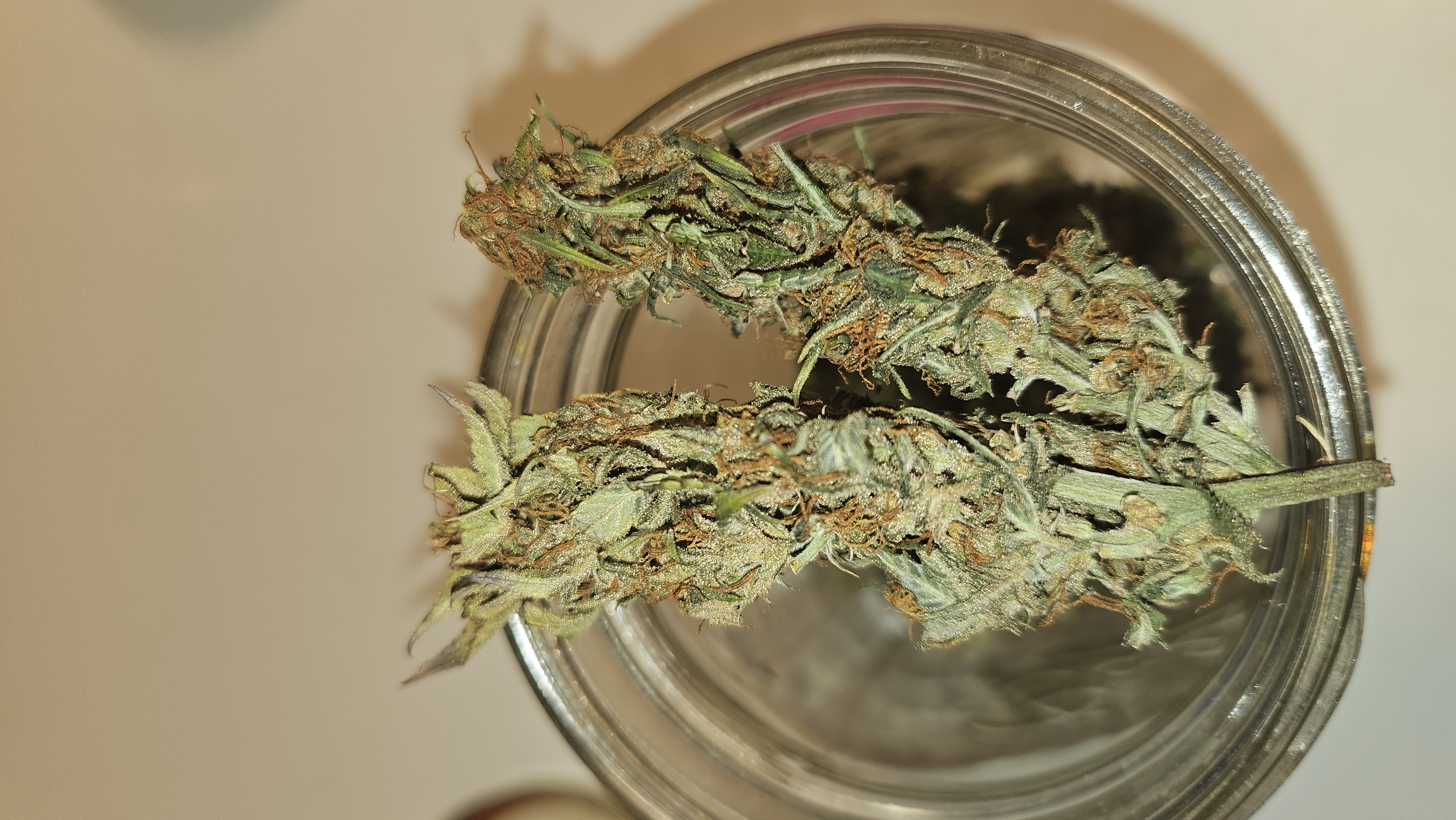 Trinitas Viridis — harvest, day 83