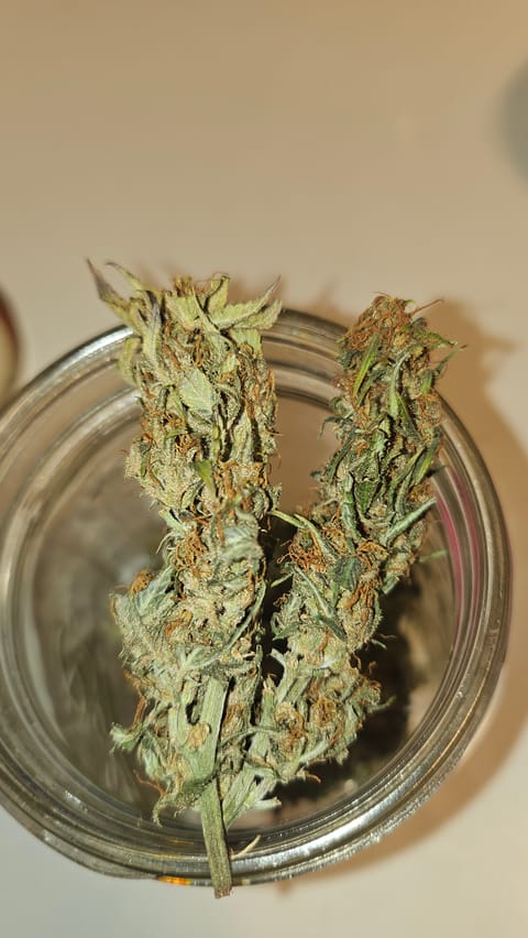 Trinitas Viridis — harvest, day 83