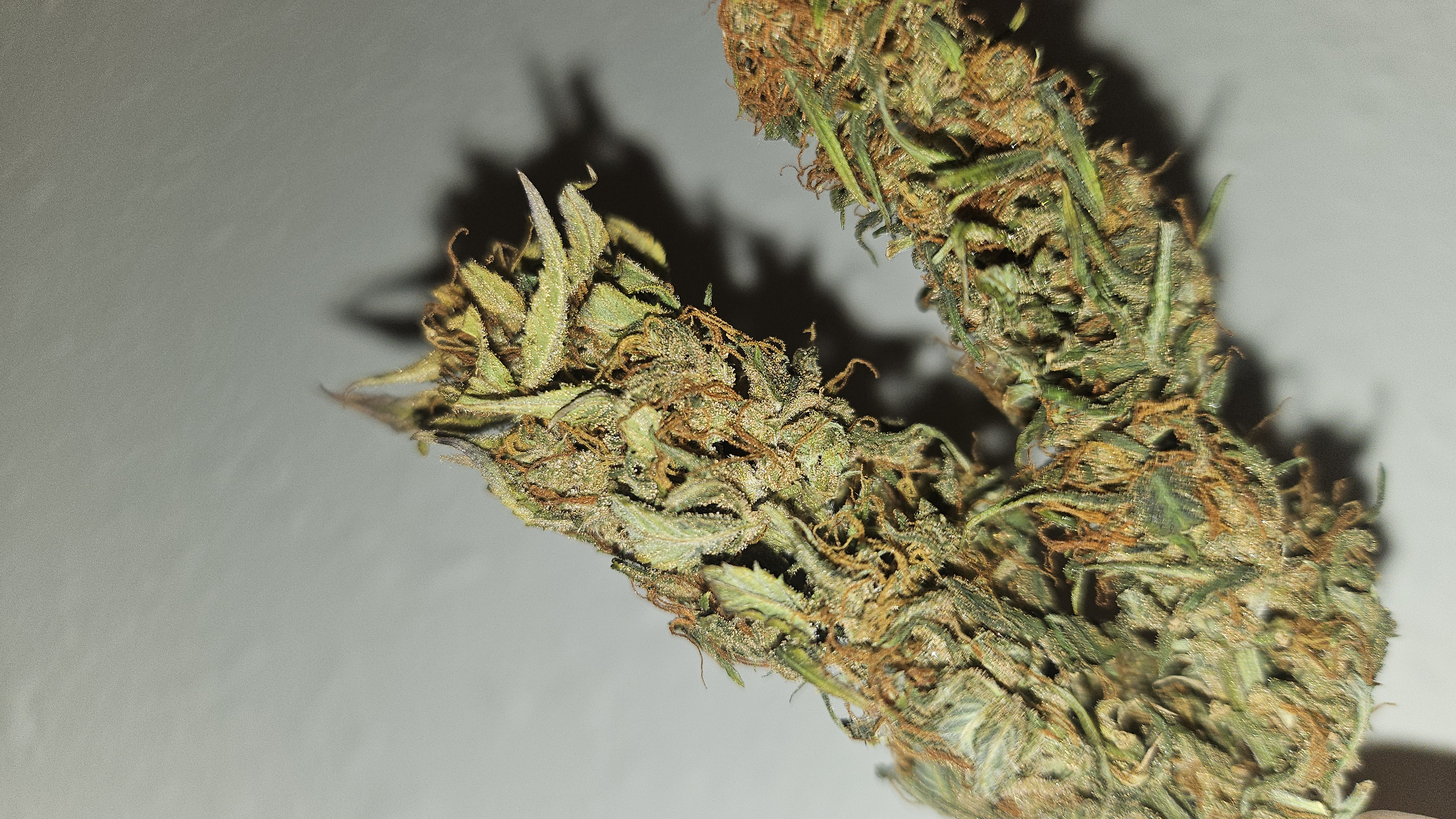 Trinitas Viridis — harvest, day 83