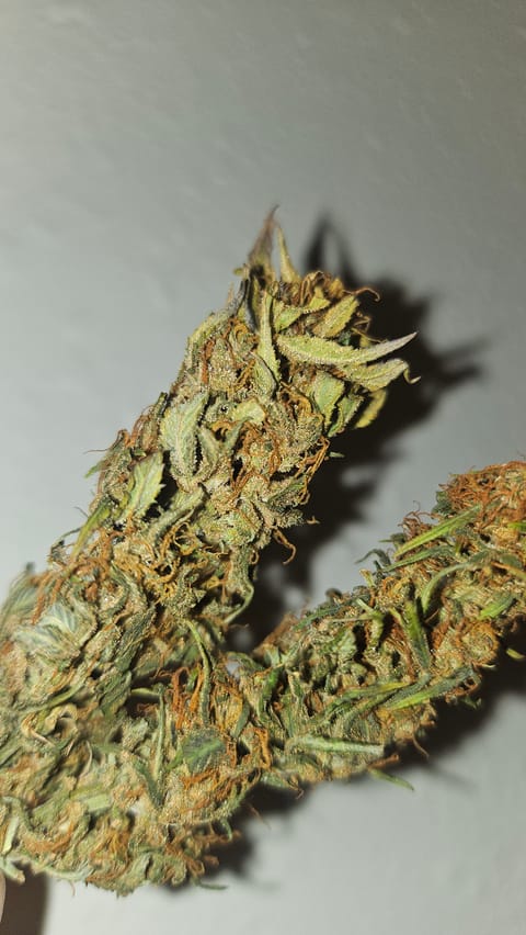 Trinitas Viridis — harvest, day 83