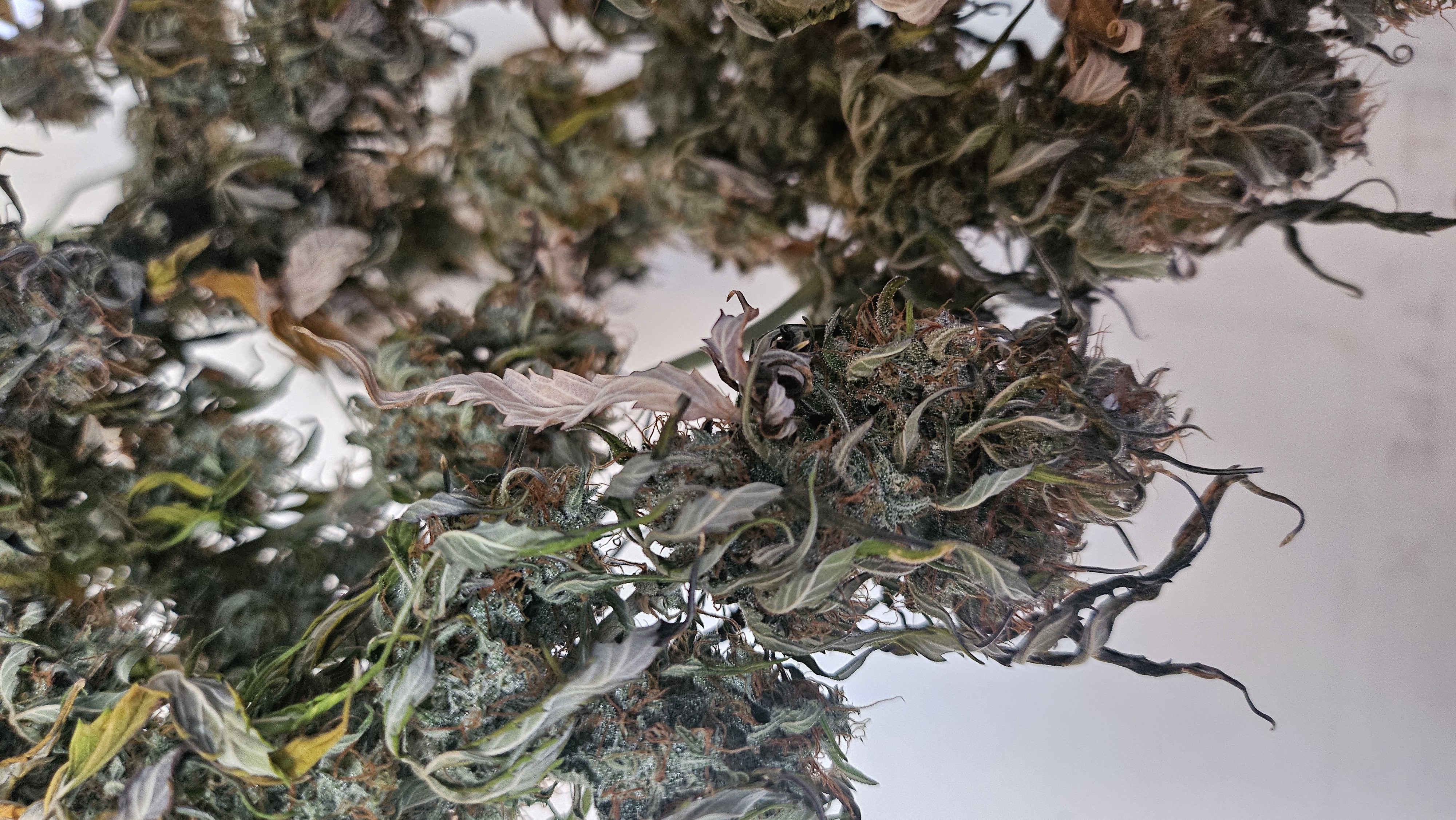 Trinitas Viridis — harvest, day 107