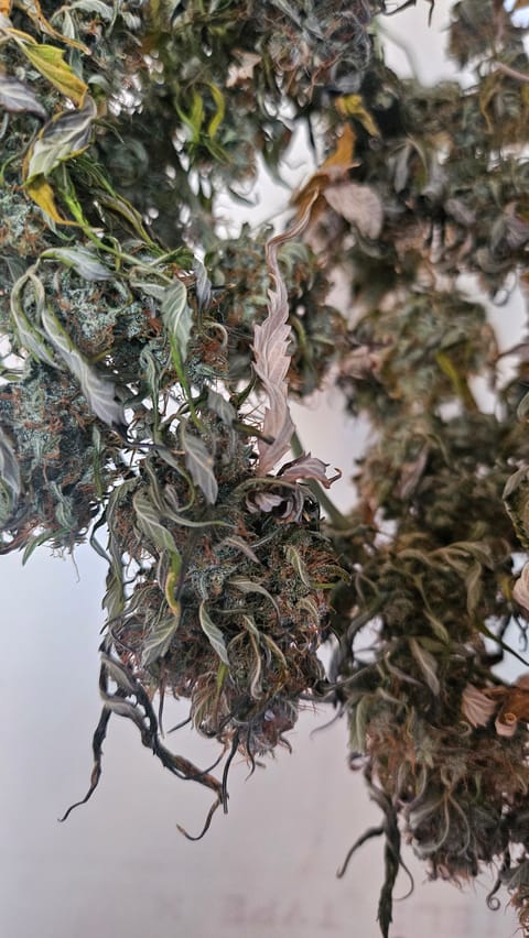 Trinitas Viridis — harvest, day 107