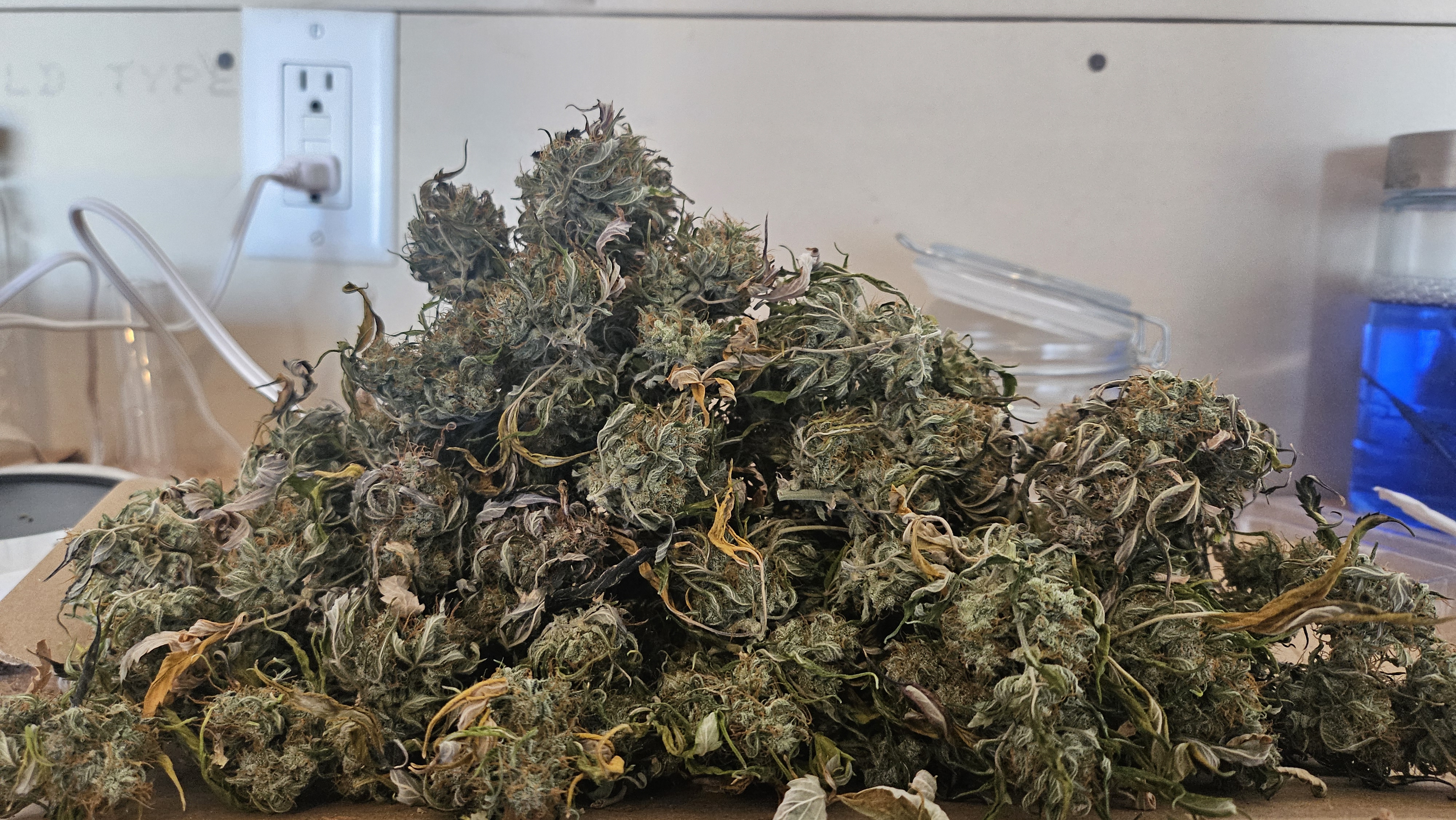 Trinitas Viridis — harvest, day 107