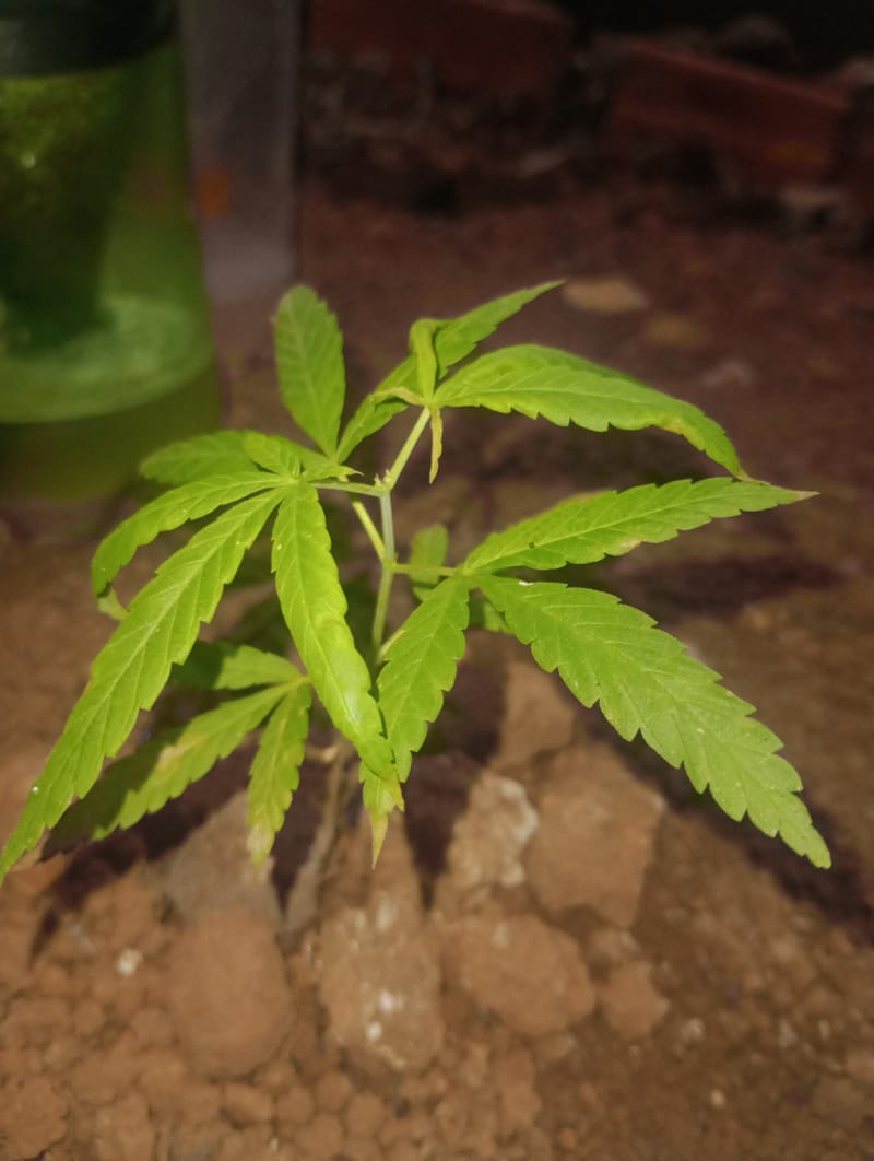 da janela 