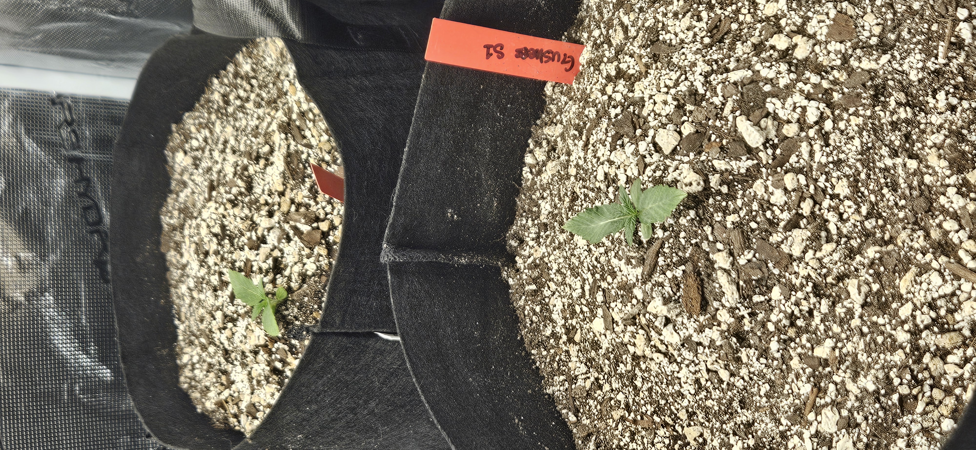 4X4 Grow — seedling_rooting, day 11