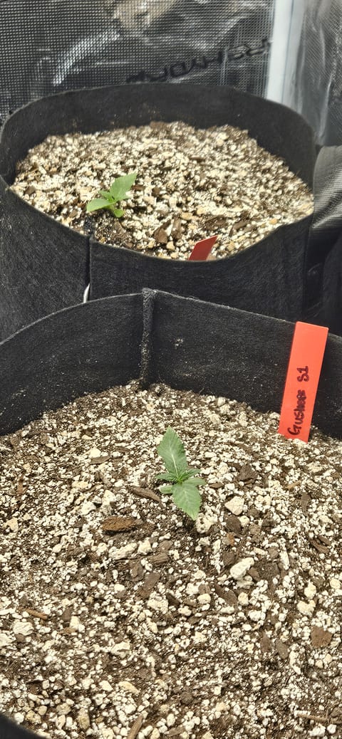 4X4 Grow — seedling_rooting, day 11