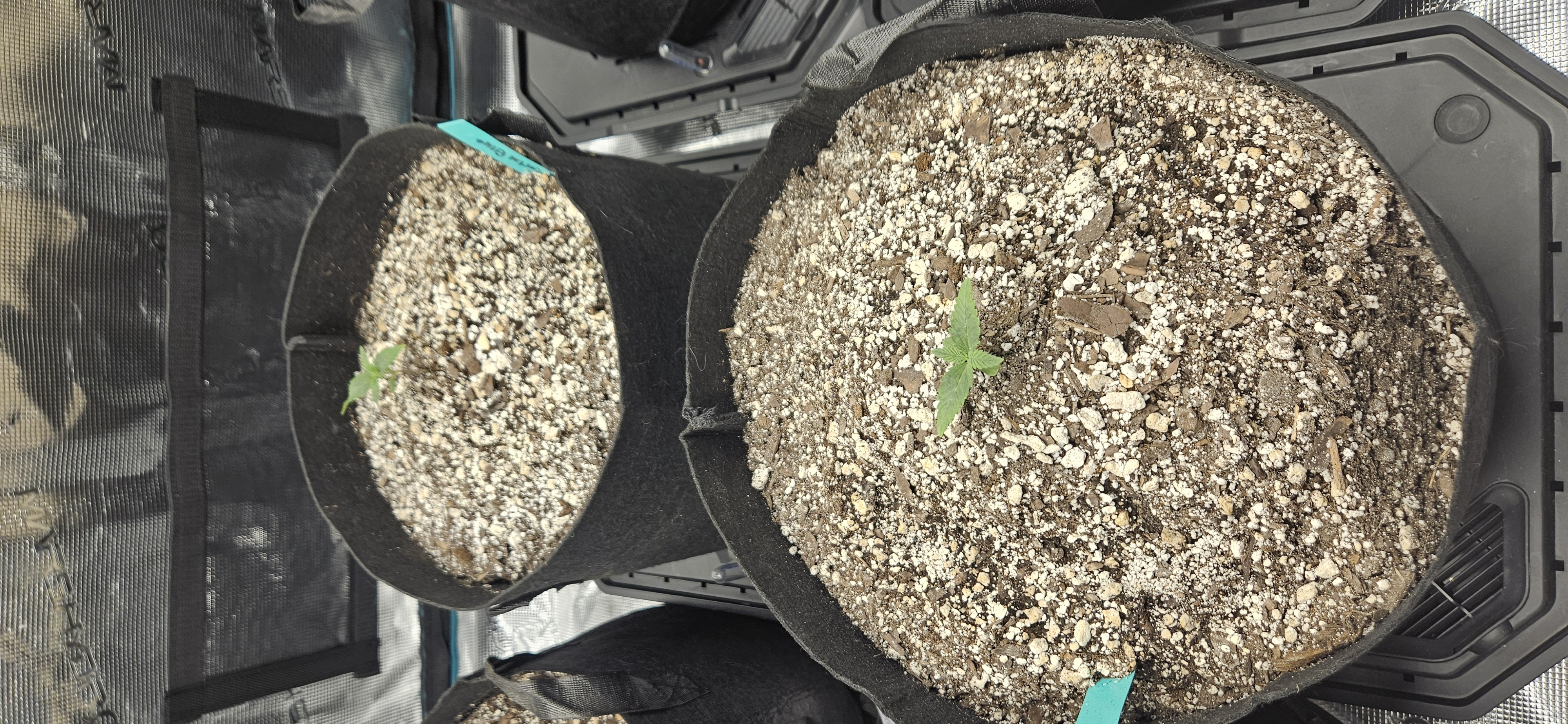4X4 Grow — seedling_rooting, day 11