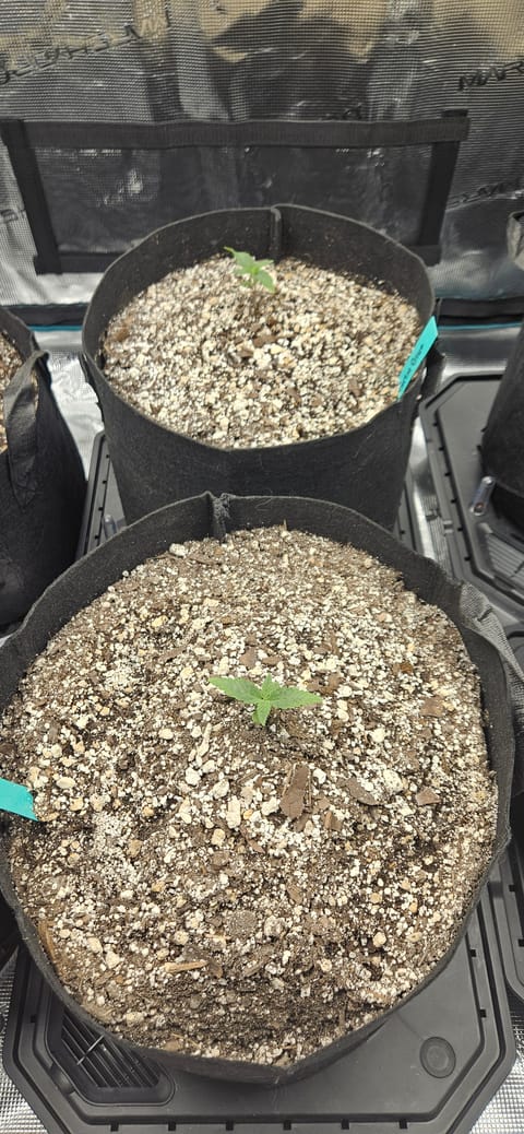4X4 Grow — seedling_rooting, day 11