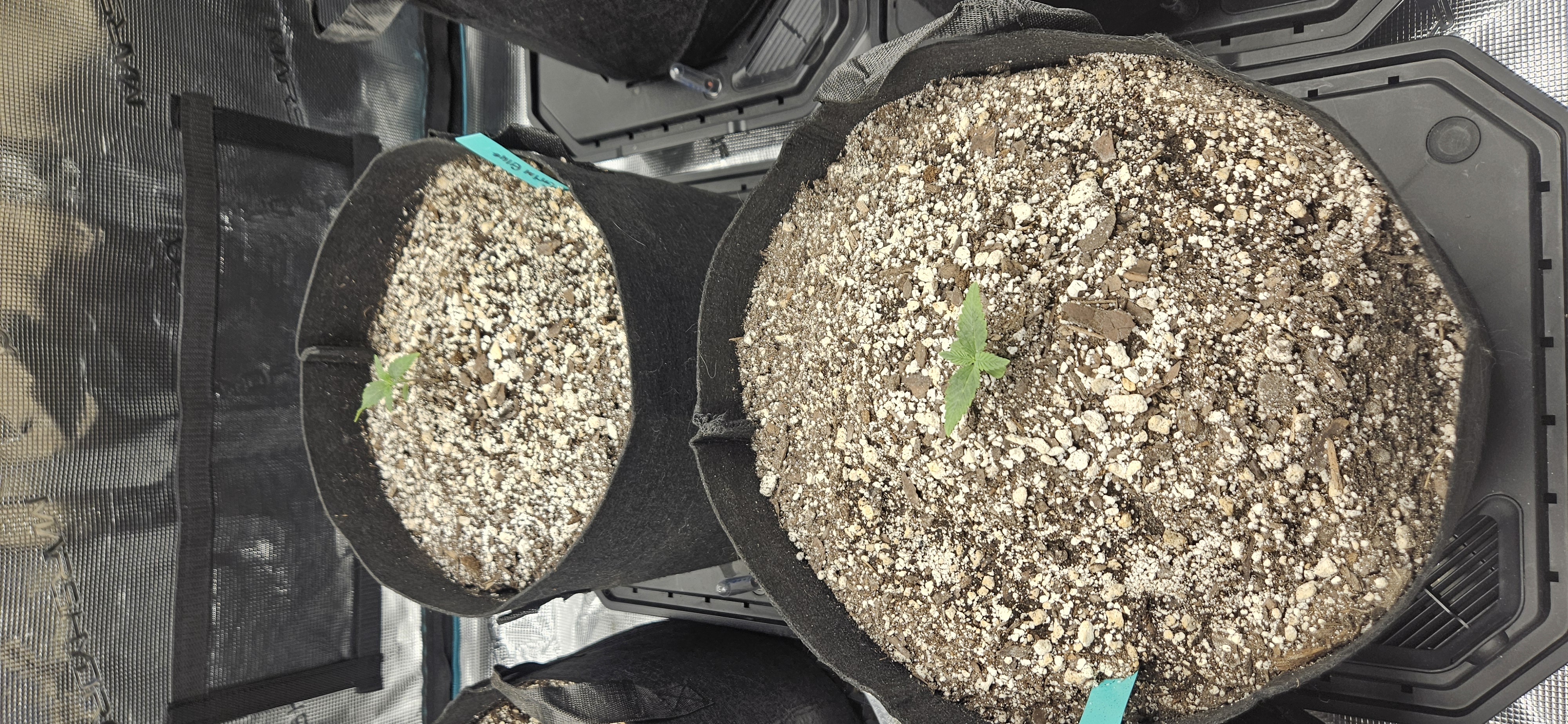 4X4 Grow — seedling_rooting, day 11