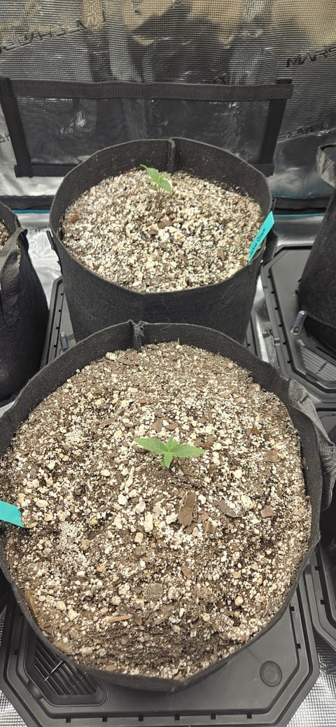 4X4 Grow — seedling_rooting, day 11