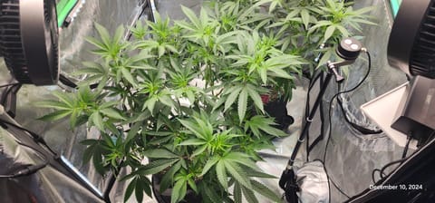 FBMP Clone(Gorilla Melon) run #1. — flower, day 1