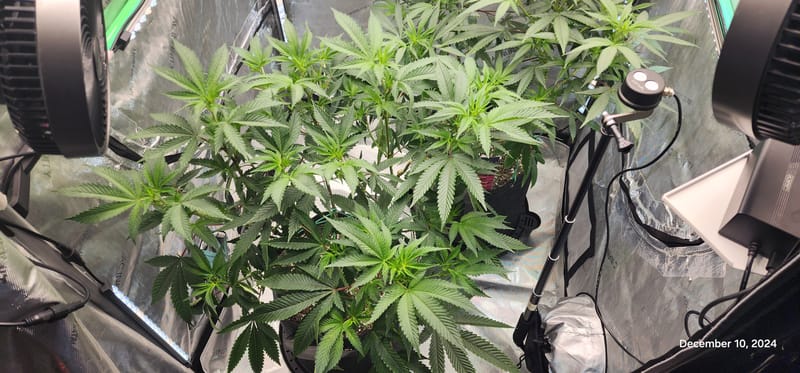 FBMP Clone(Gorilla Melon) run #1.
