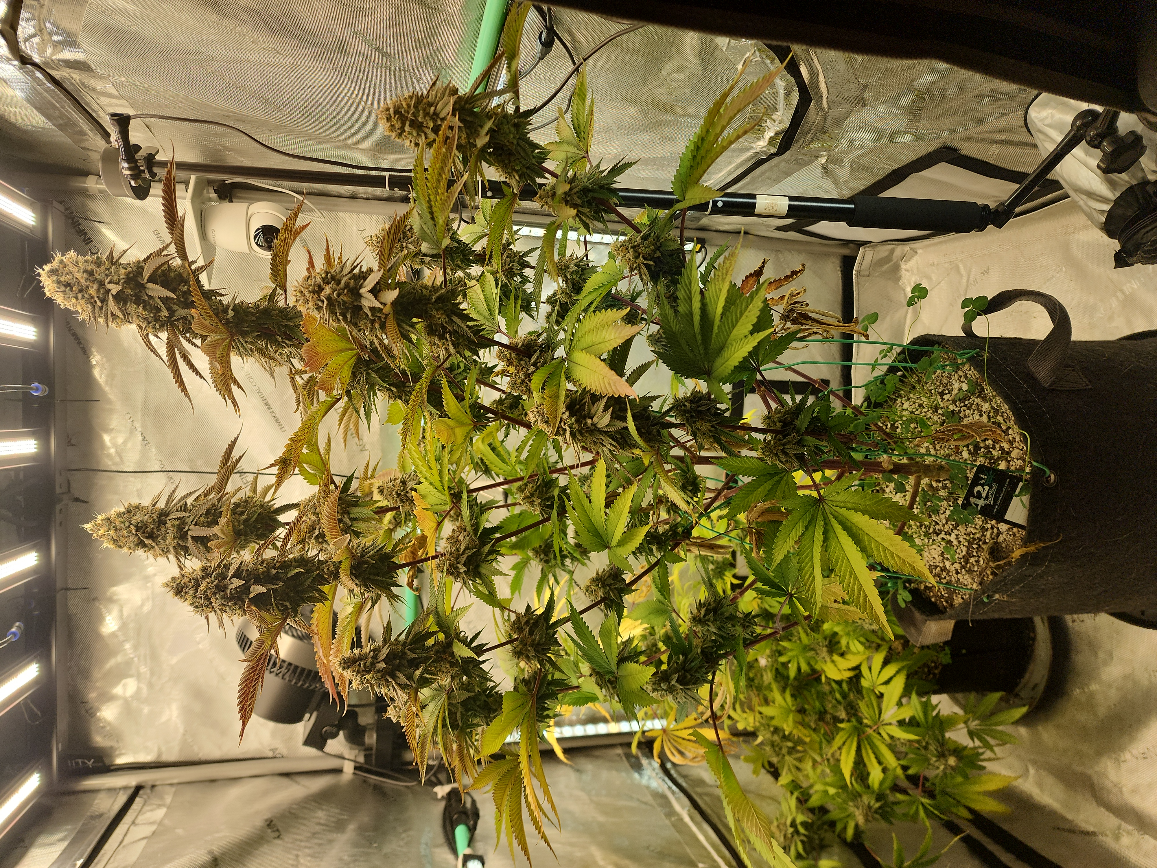 FBMP Clone(Gorilla Melon) run #1. — flower, day 1