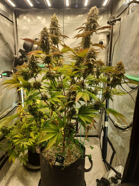 FBMP Clone(Gorilla Melon) run #1. — flower, day 1