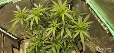 Candy Clone #1 - Divine Seeds — flower, day 1