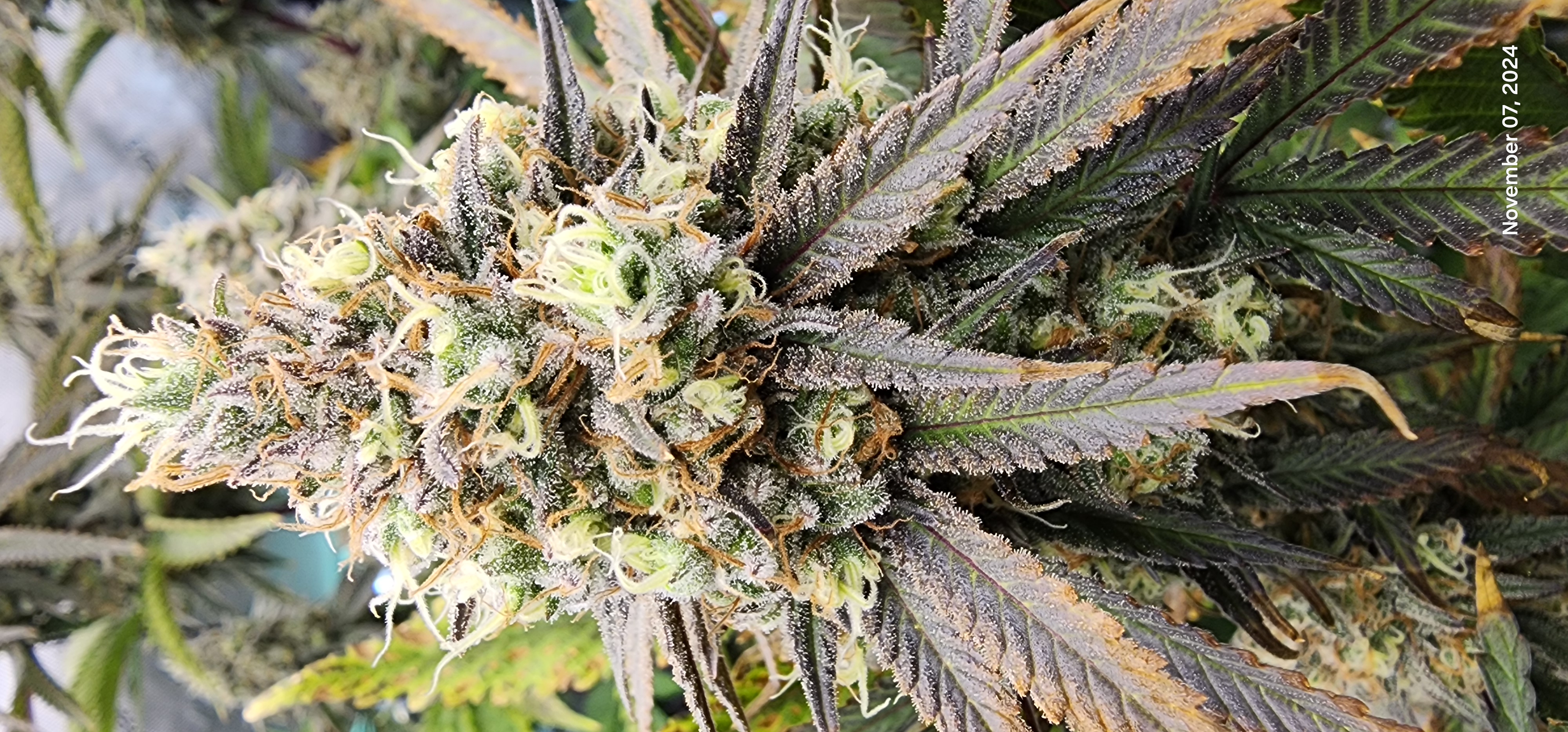 Candy Clone #1 - Divine Seeds — flower, day 1