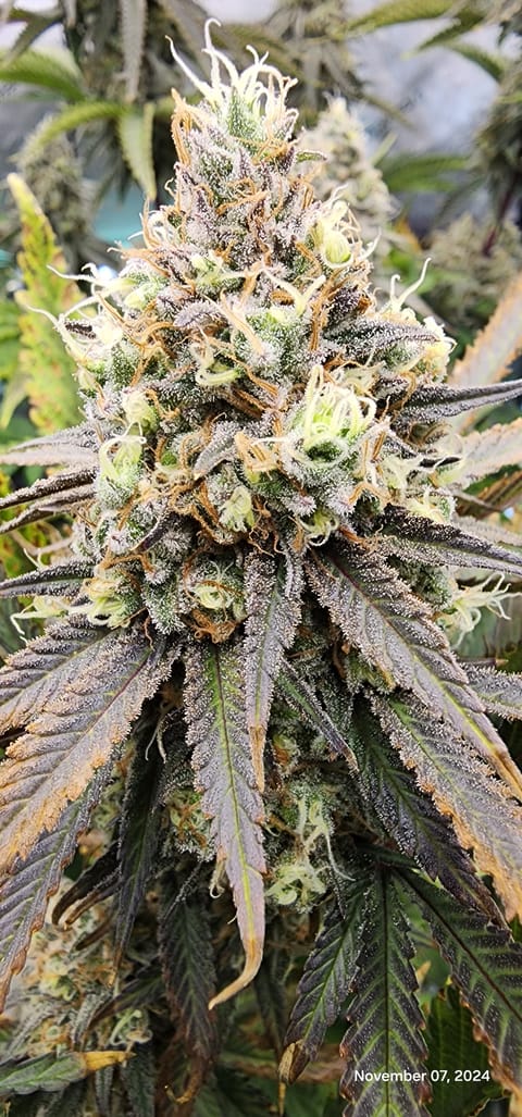 Candy Clone #1 - Divine Seeds — flower, day 1