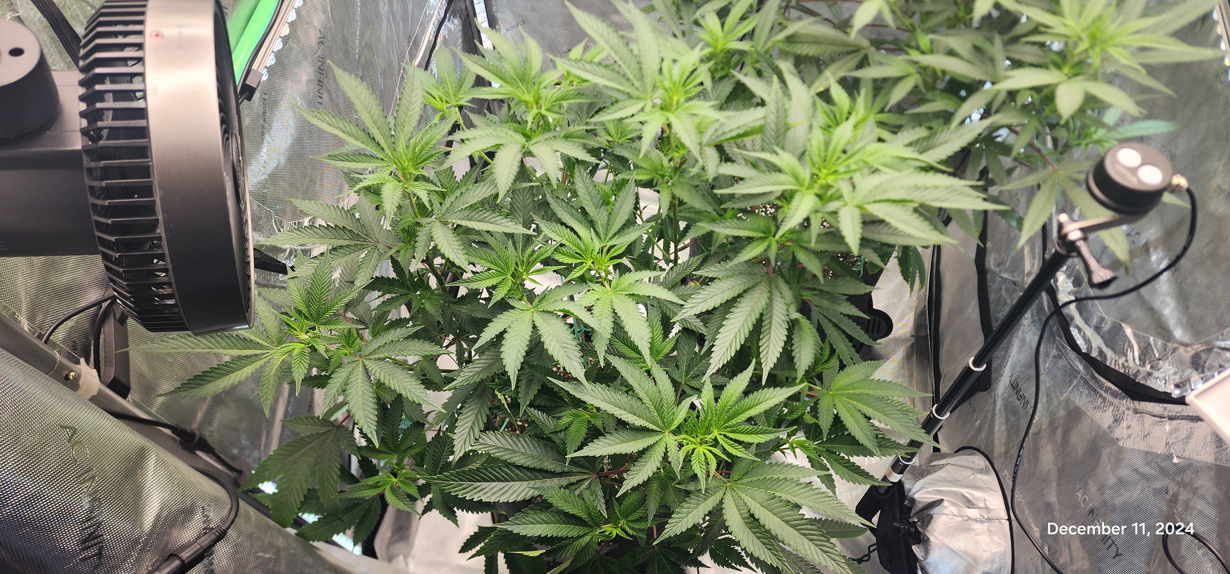 FBMP Clone(Gorilla Melon) run #1. — flower, day 2