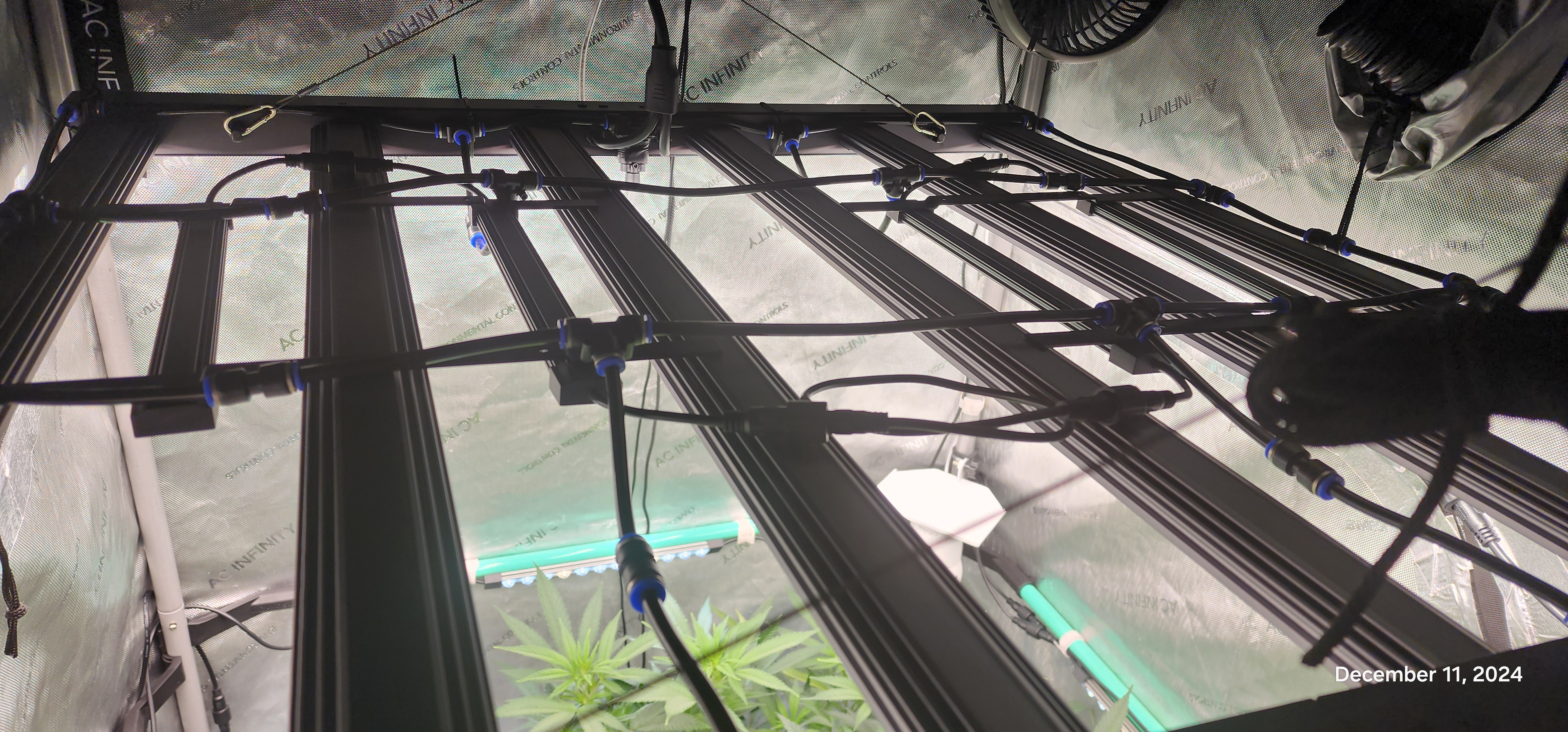 FBMP Clone(Gorilla Melon) run #1. — flower, day 2