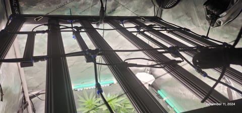 FBMP Clone(Gorilla Melon) run #1. — flower, day 2