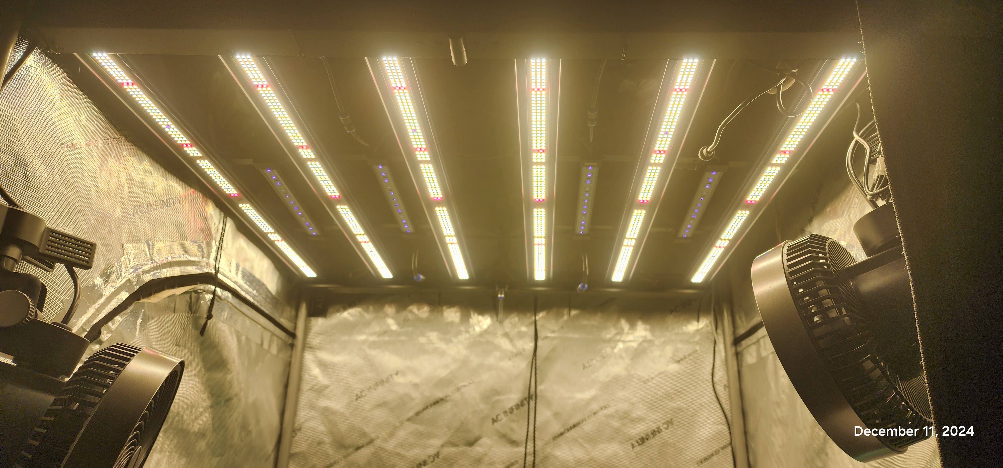 FBMP Clone(Gorilla Melon) run #1. — flower, day 2