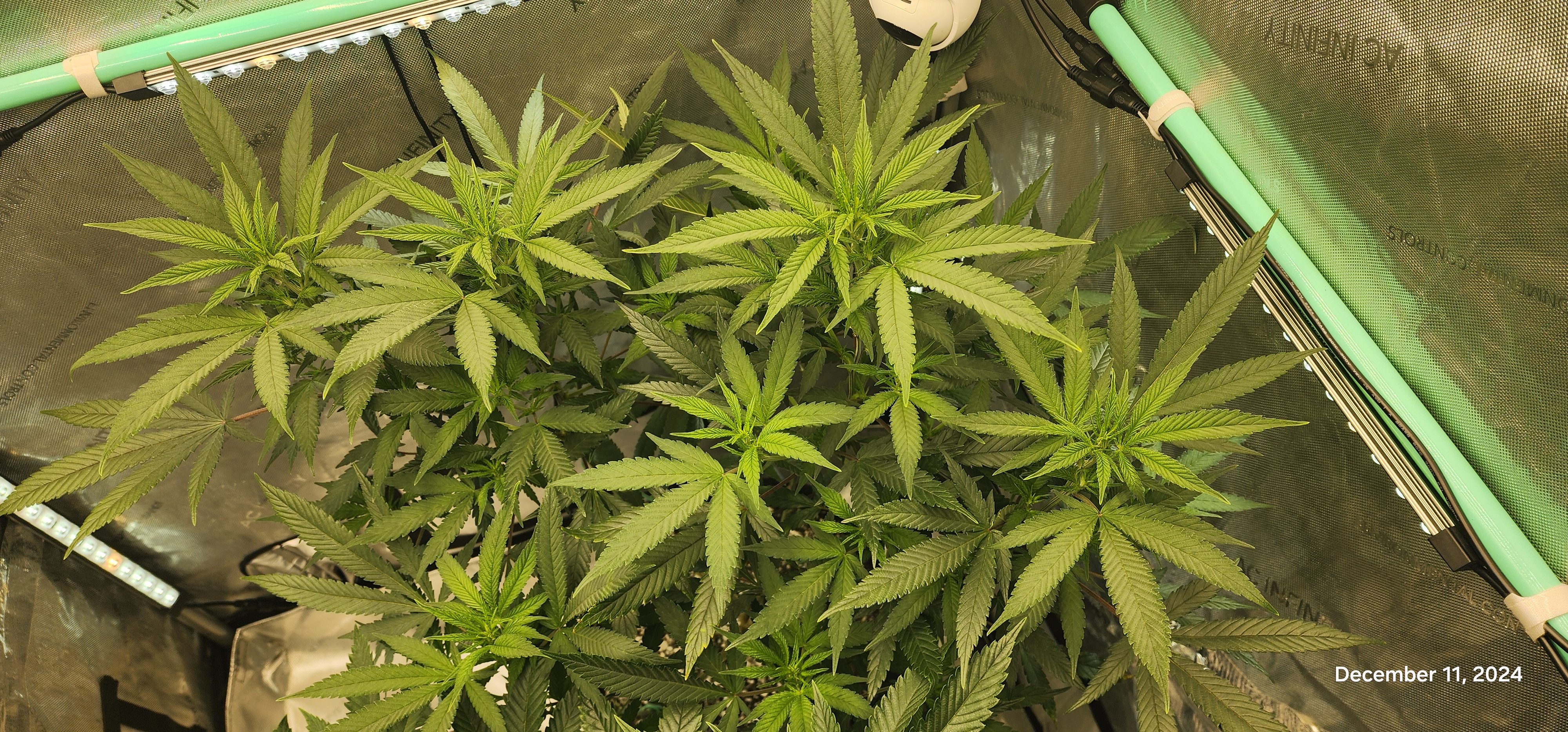 Candy Clone #1 - Divine Seeds — flower, day 2