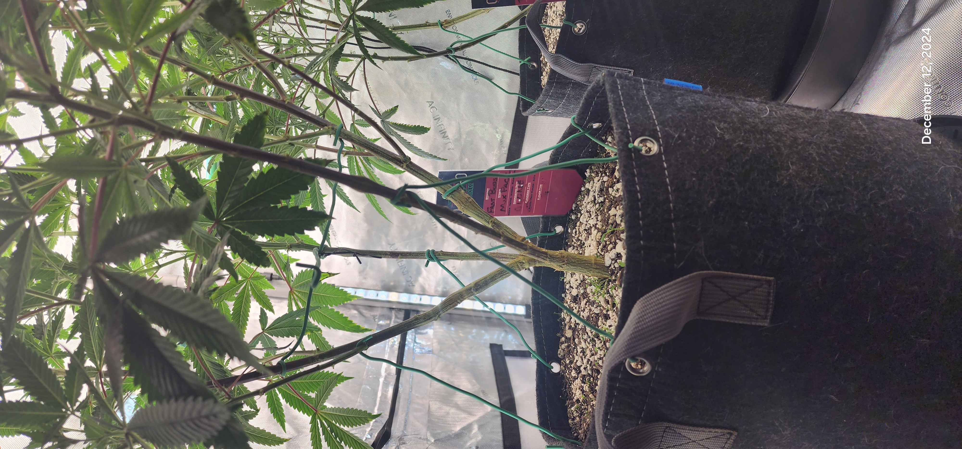 FBMP Clone(Gorilla Melon) run #1. — flower, day 3