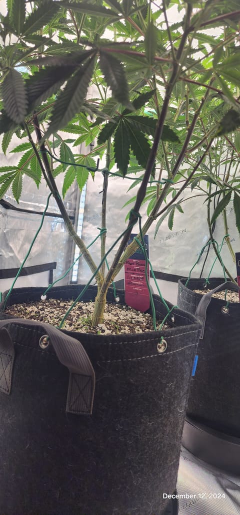 FBMP Clone(Gorilla Melon) run #1. — flower, day 3