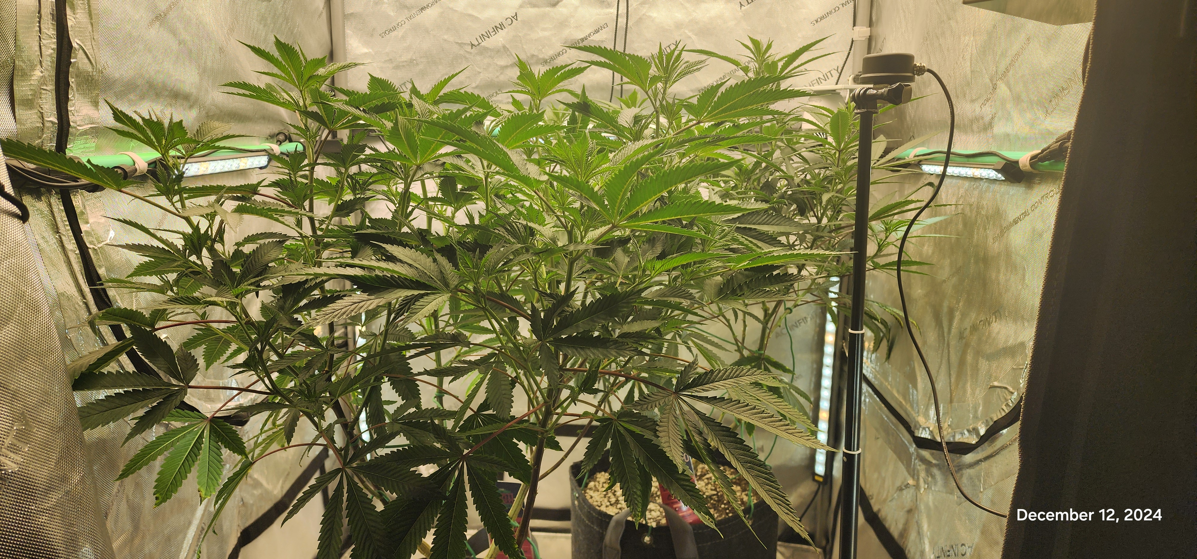 FBMP Clone(Gorilla Melon) run #1. — flower, day 3