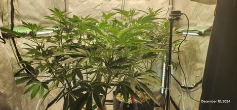 FBMP Clone(Gorilla Melon) run #1. — flower, day 3