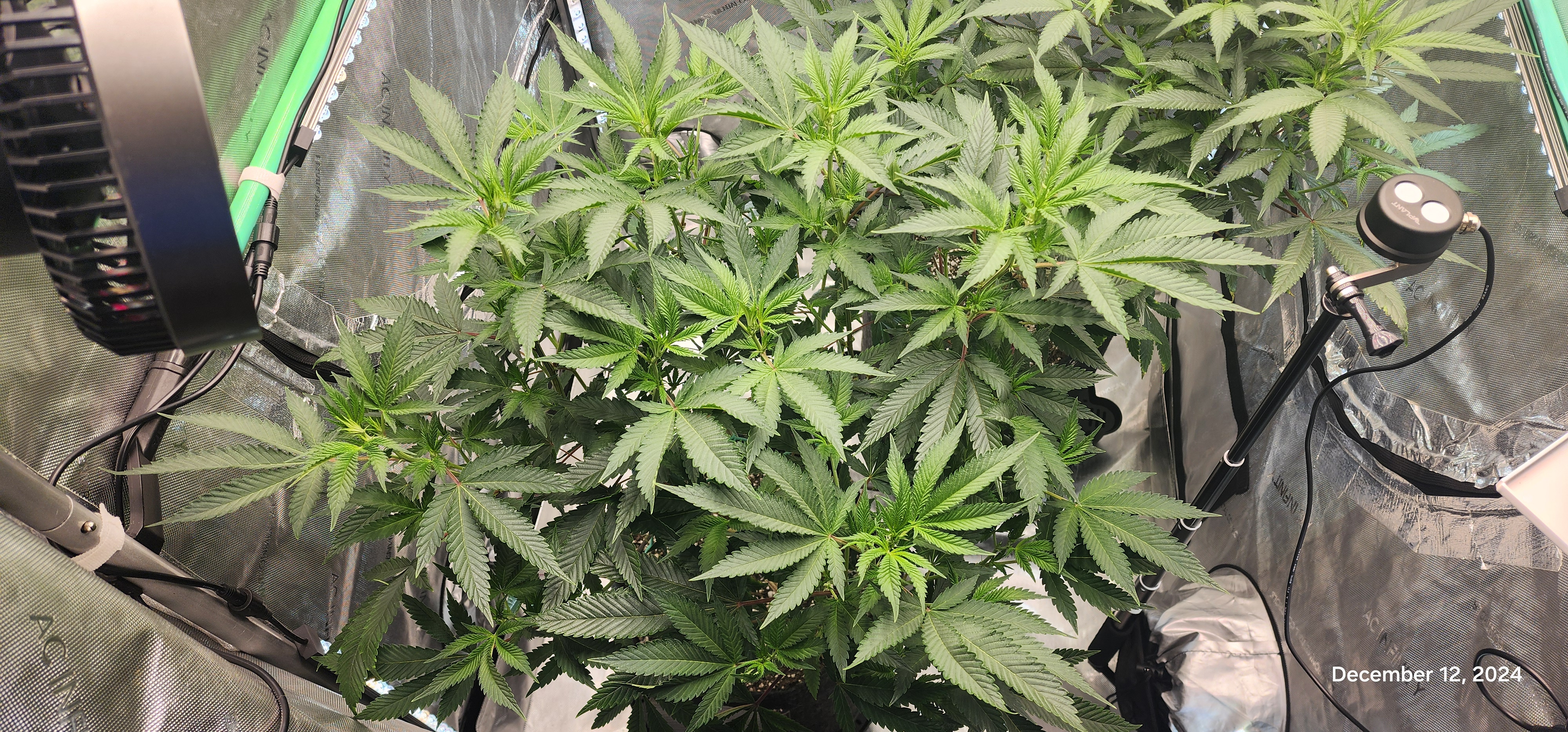 FBMP Clone(Gorilla Melon) run #1. — flower, day 3