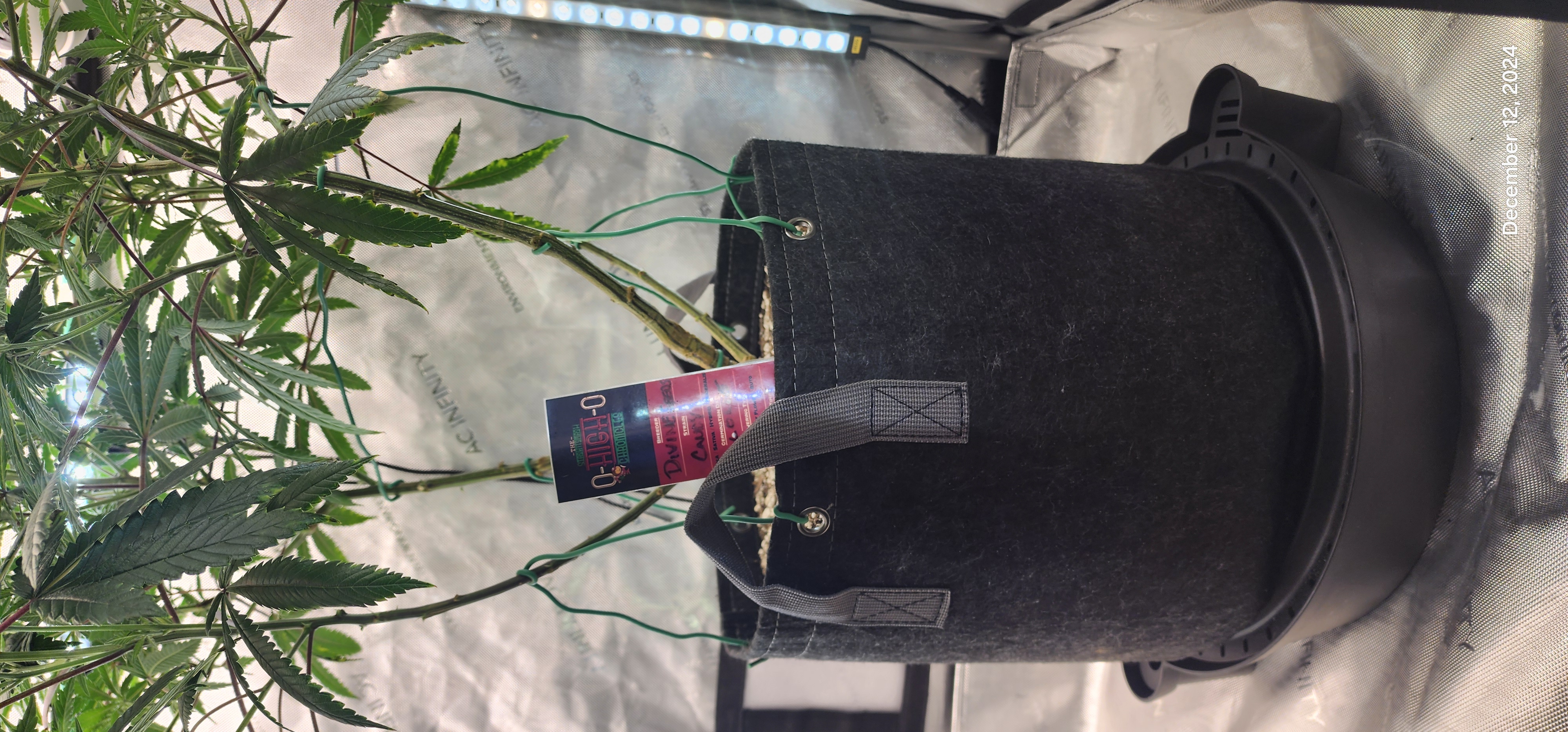 Candy Clone #1 - Divine Seeds — flower, day 3