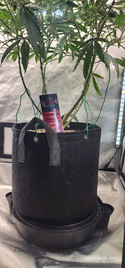 Candy Clone #1 - Divine Seeds — flower, day 3