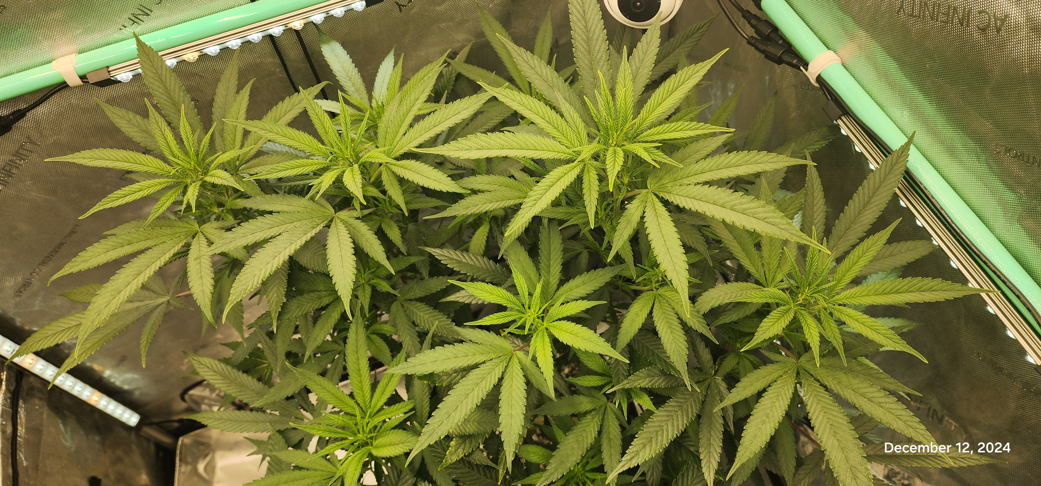 Candy Clone #1 - Divine Seeds — flower, day 3