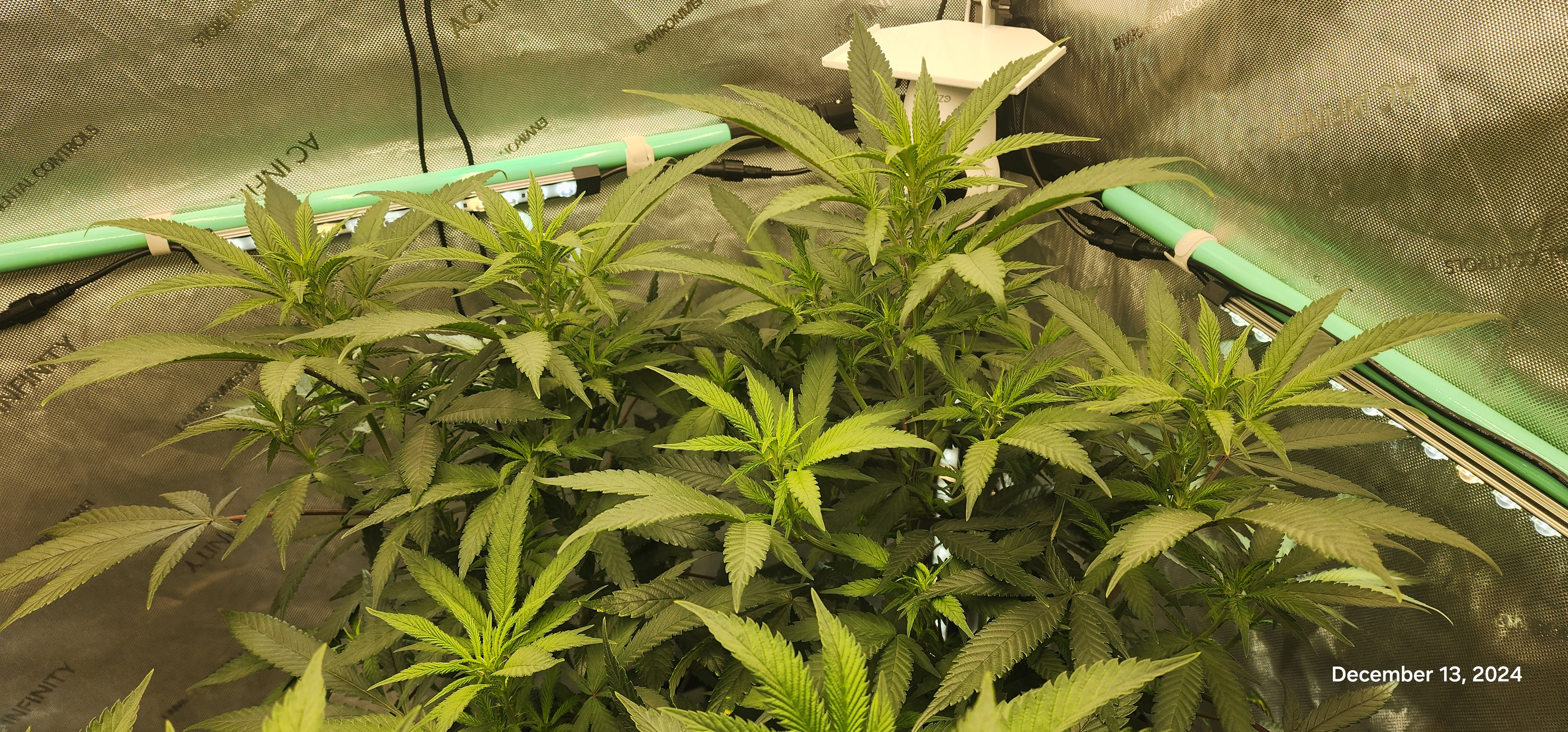 Candy Clone #1 - Divine Seeds — flower, day 4