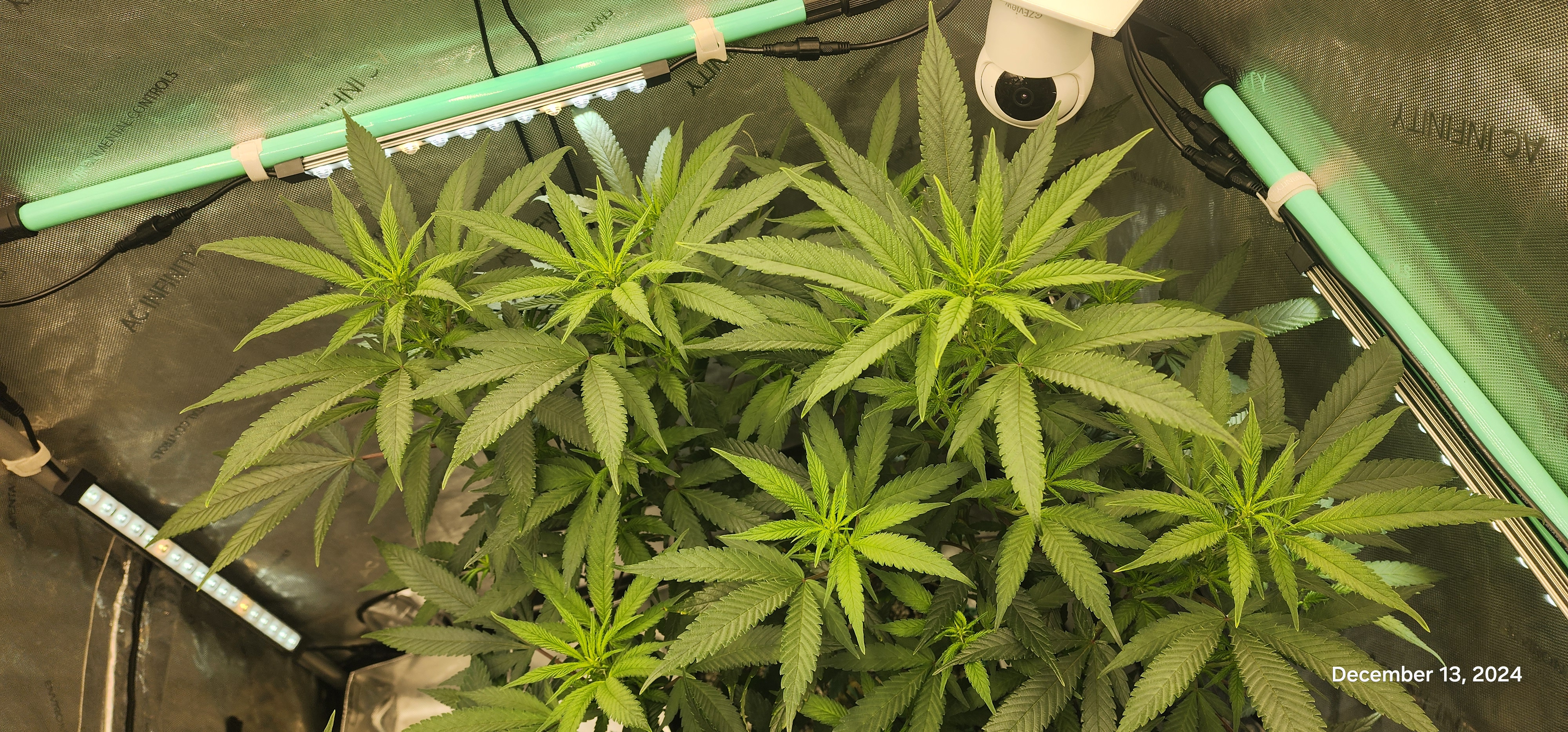 Candy Clone #1 - Divine Seeds — flower, day 4