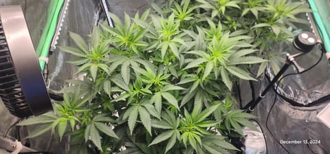 FBMP Clone(Gorilla Melon) run #1. — flower, day 4