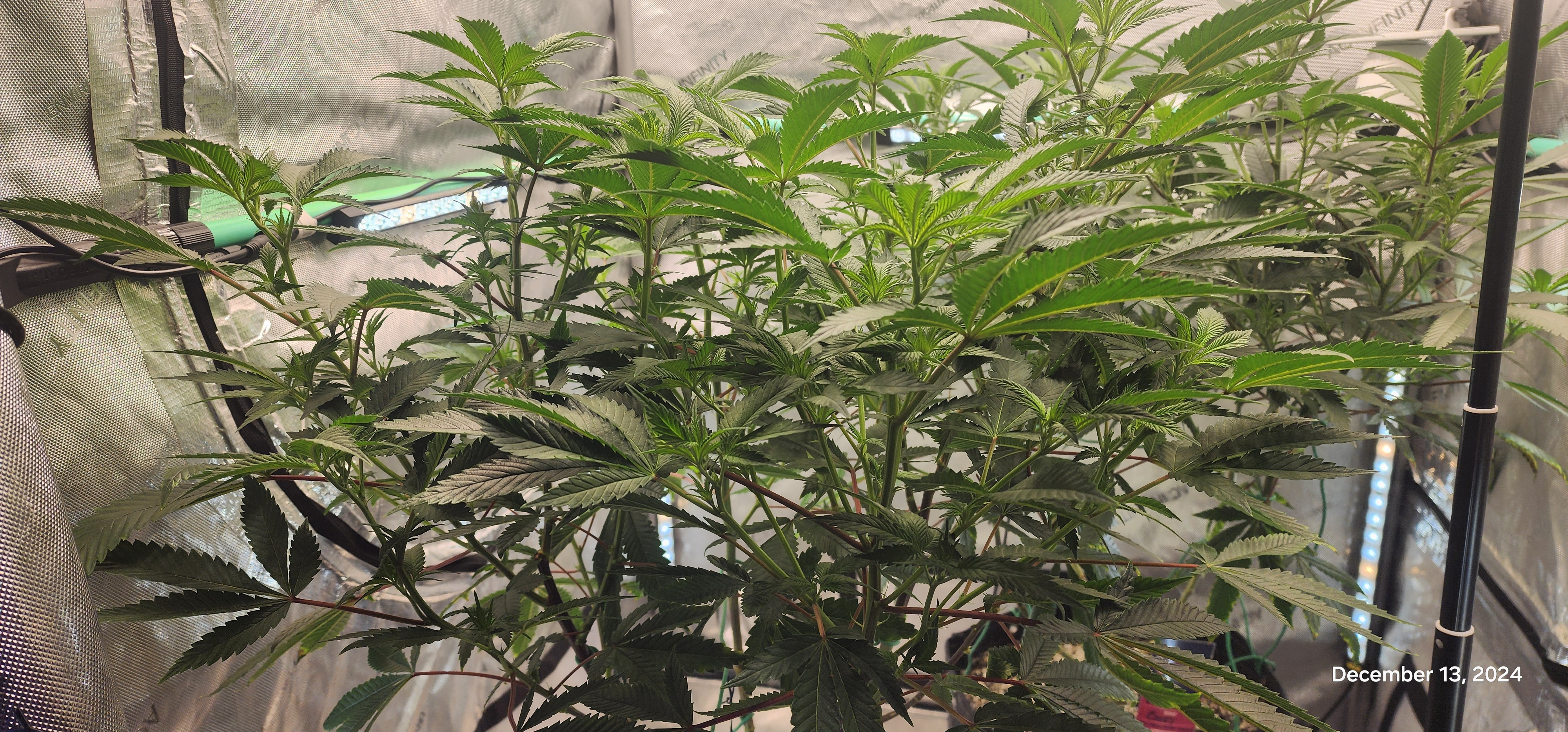 FBMP Clone(Gorilla Melon) run #1. — flower, day 4