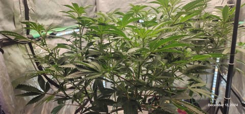 FBMP Clone(Gorilla Melon) run #1. — flower, day 4