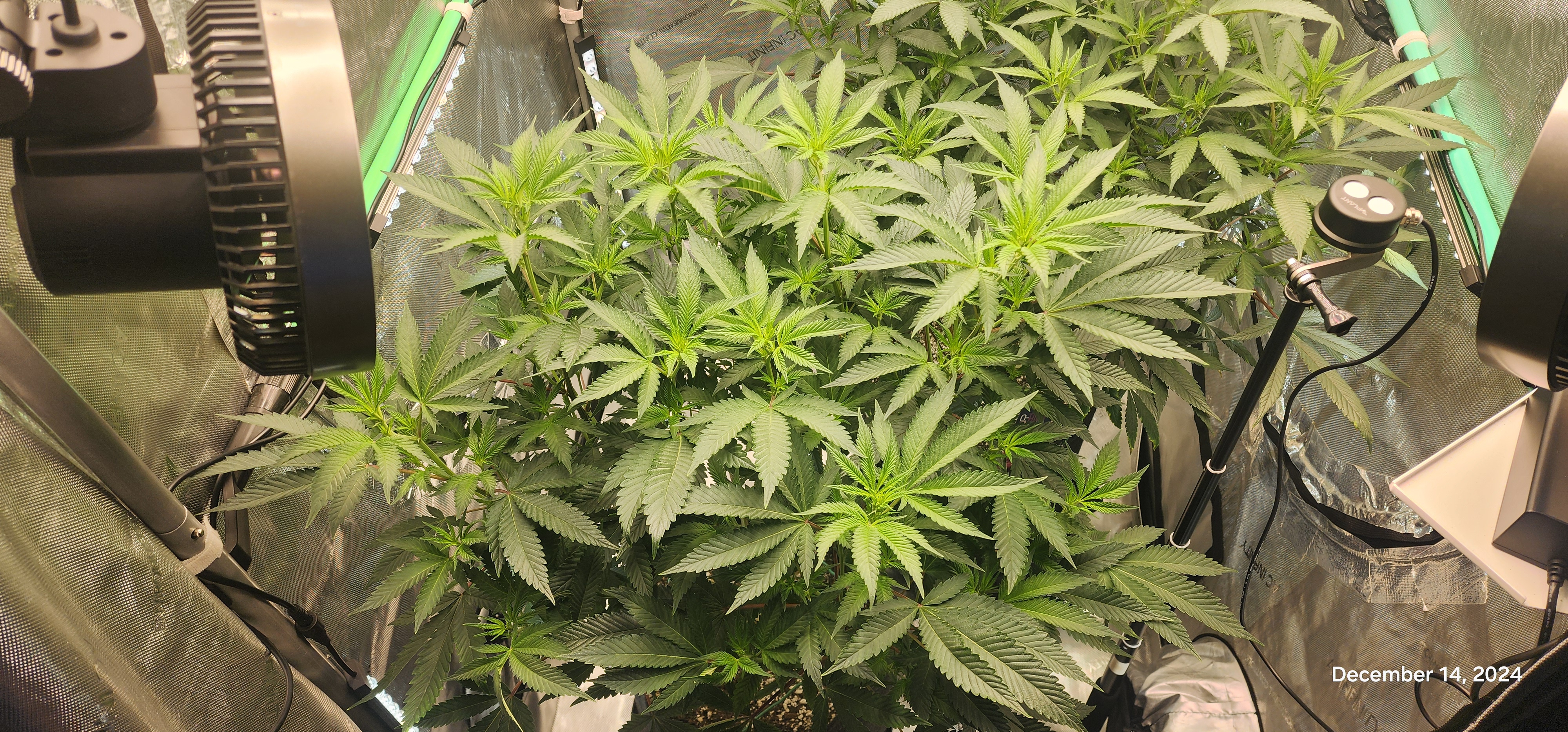 FBMP Clone(Gorilla Melon) run #1. — flower, day 5