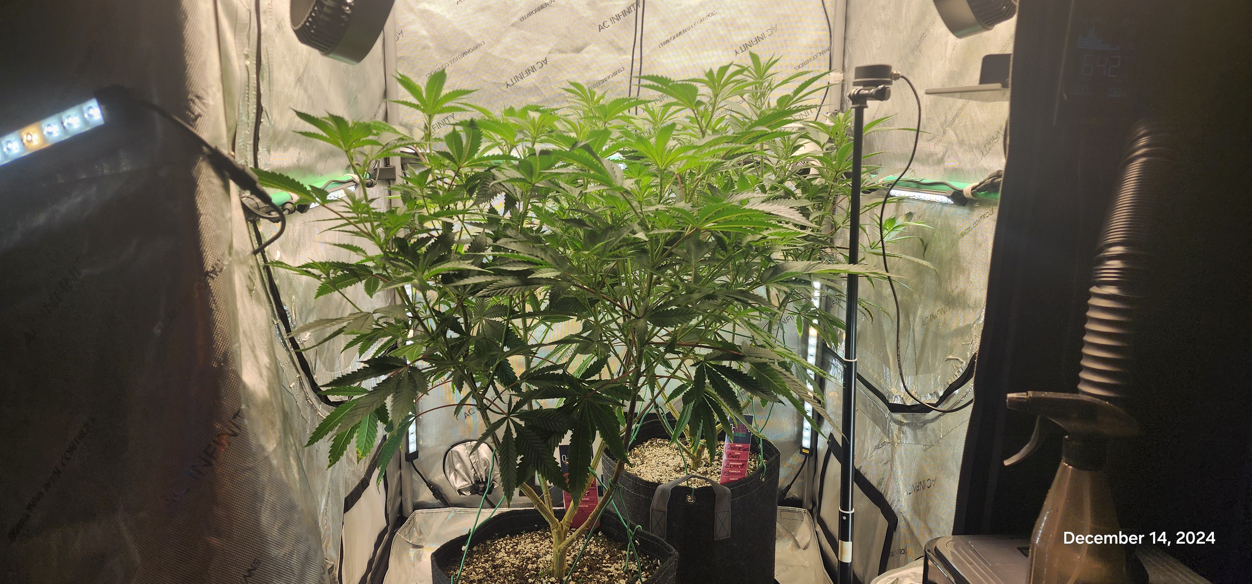 FBMP Clone(Gorilla Melon) run #1. — flower, day 5