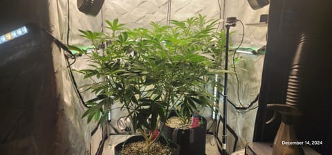 FBMP Clone(Gorilla Melon) run #1. — flower, day 5