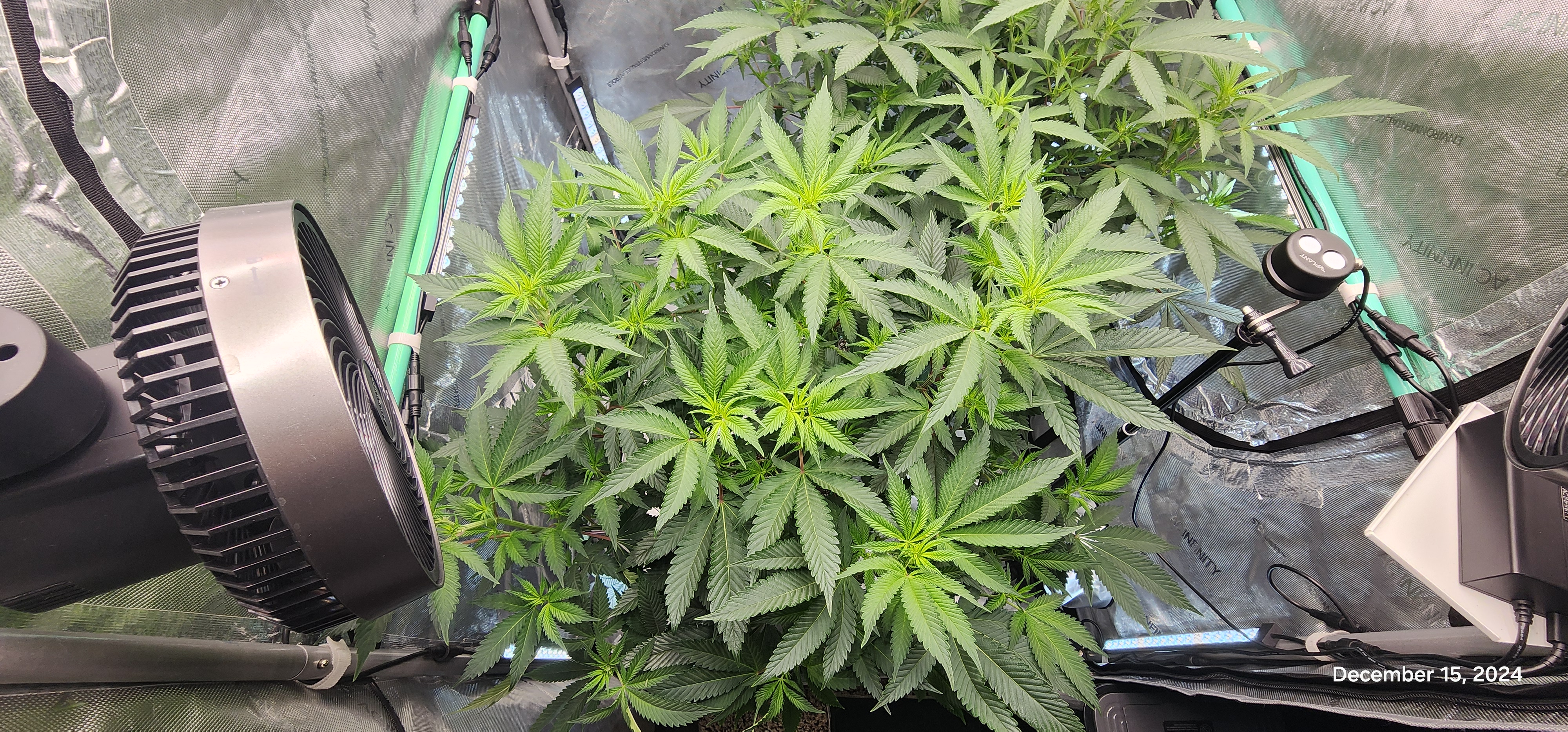 FBMP Clone(Gorilla Melon) run #1. — flower, day 6