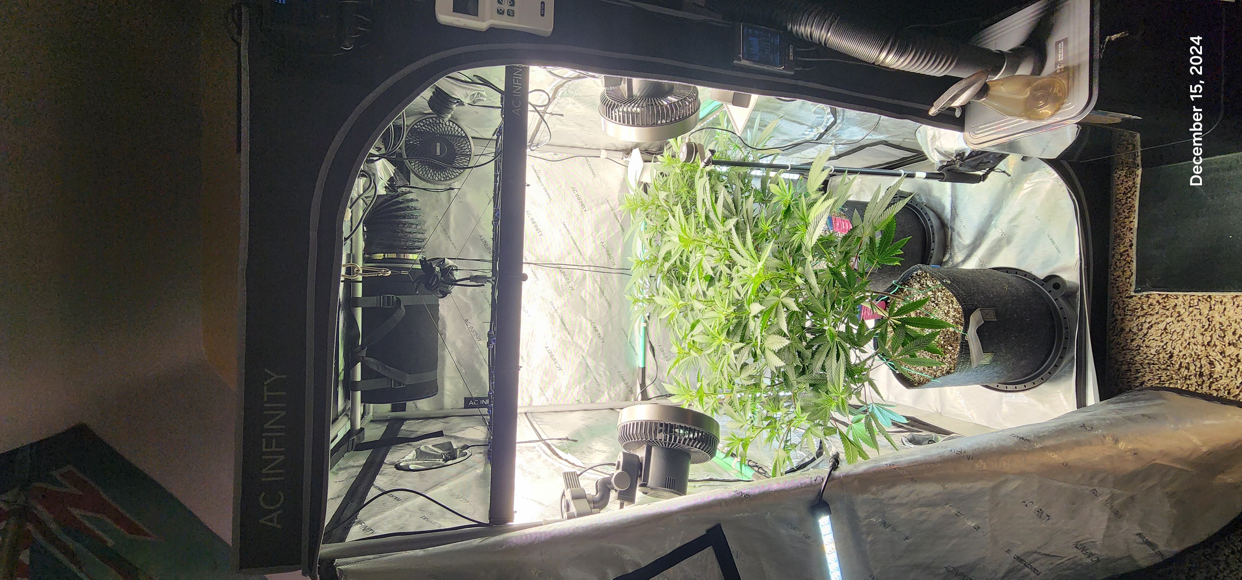 FBMP Clone(Gorilla Melon) run #1. — flower, day 6