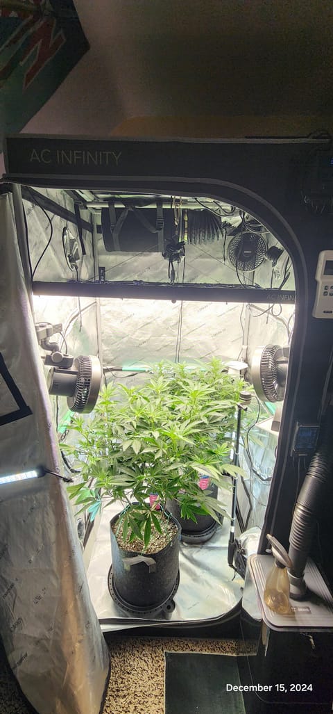 FBMP Clone(Gorilla Melon) run #1. — flower, day 6