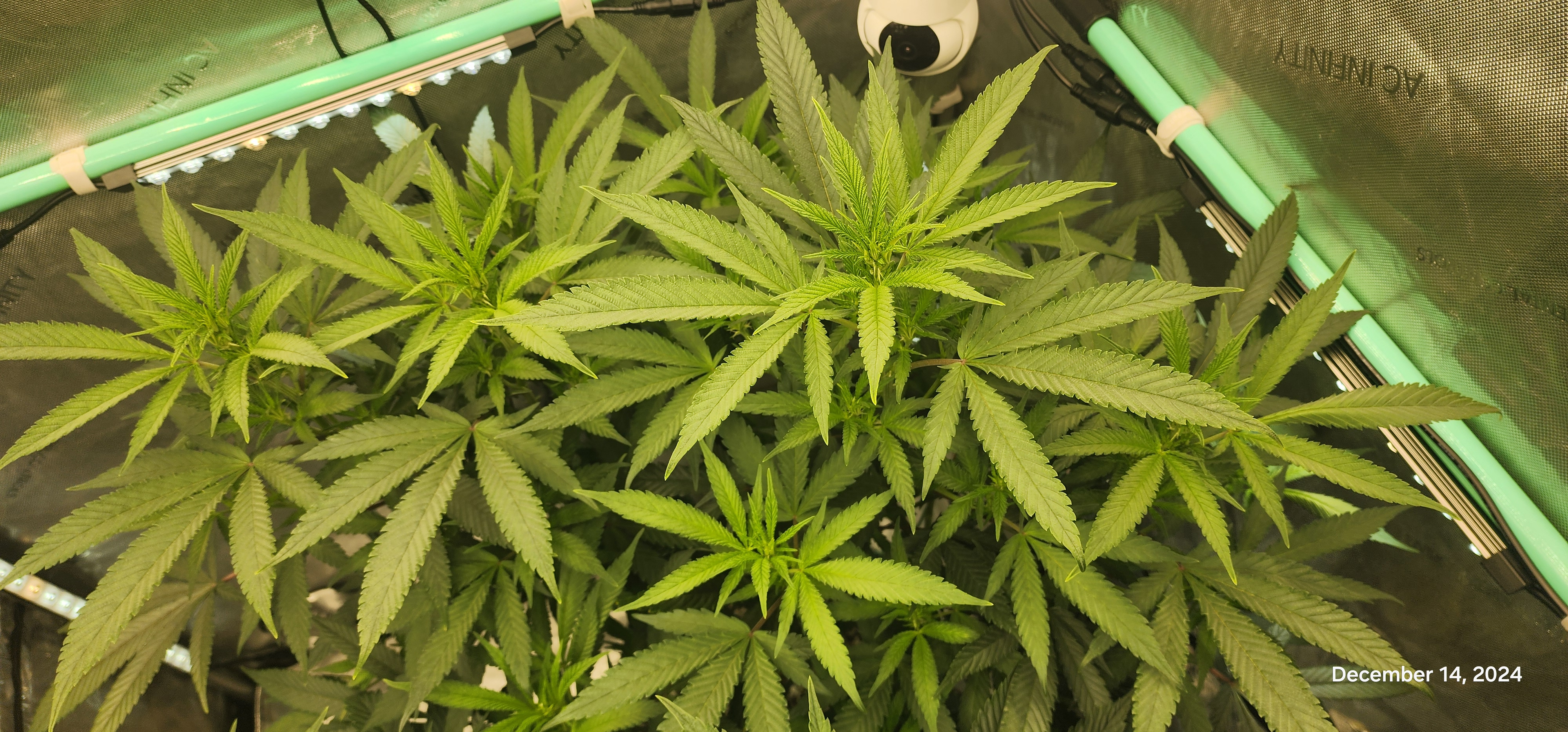 Candy Clone #1 - Divine Seeds — flower, day 5