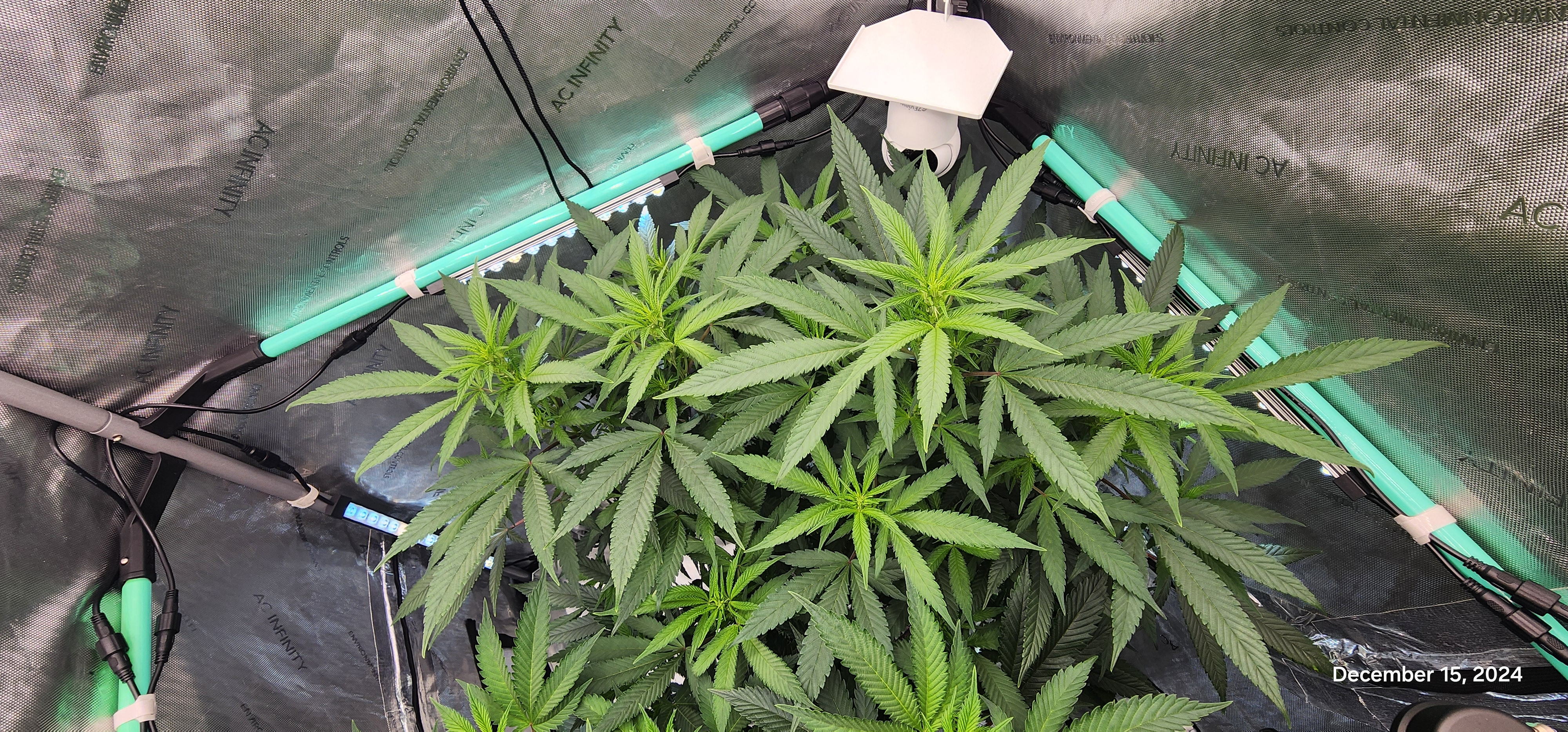 Candy Clone #1 - Divine Seeds — flower, day 6