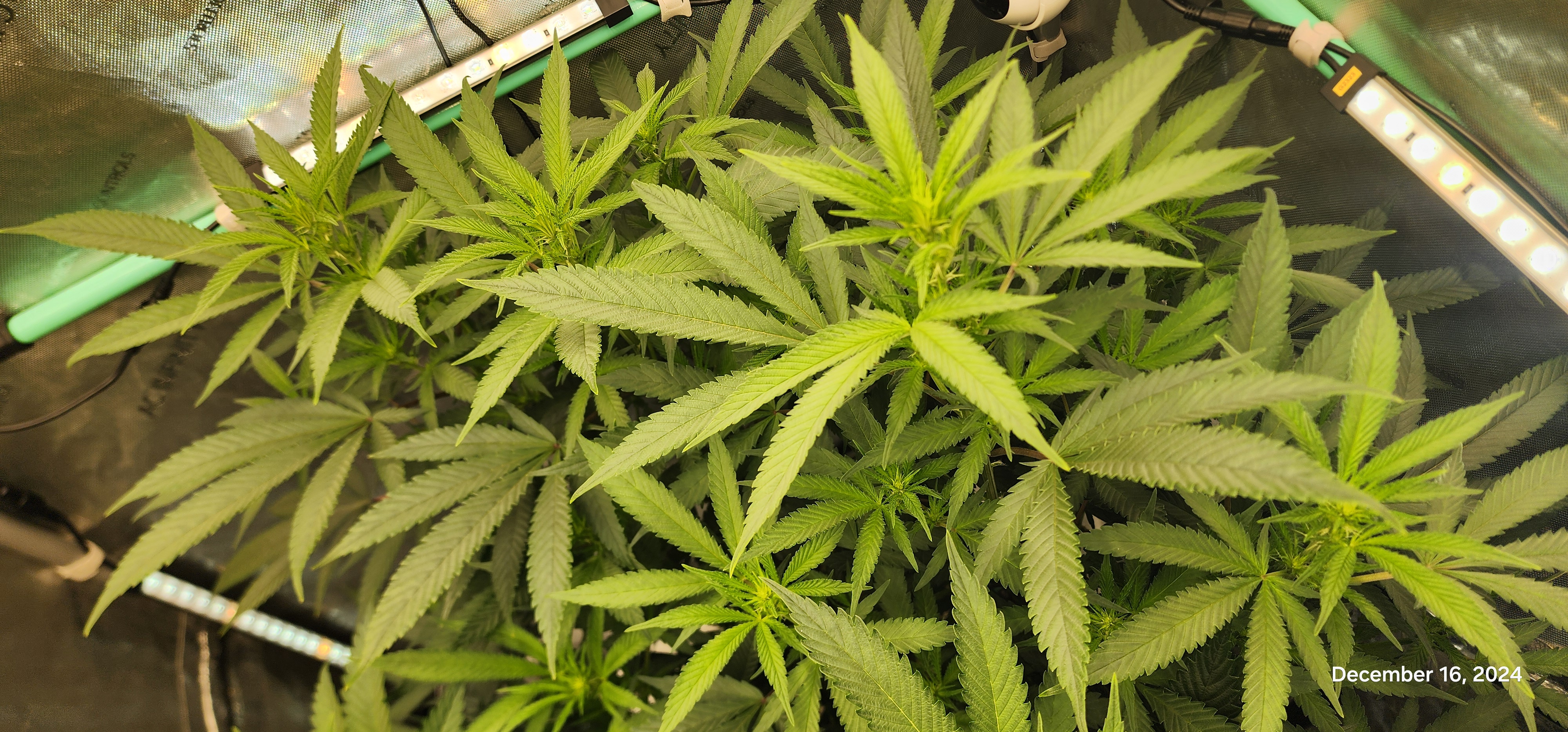 Candy Clone #1 - Divine Seeds — flower, day 7